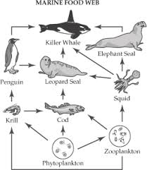 Public Release Item Scoring Clg School Improvement In Maryland Ocean Food Web Food Web Science Teaching Resources