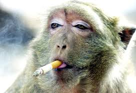 Check spelling or type a new query. Berhala Dalam Sebatang Rokok Belajar Tumbuh Berbagi