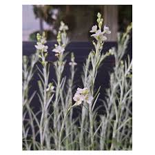 Image result for Gomphostigma