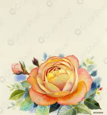 Torna all'indice disegni da colorare. Pittura Acquerello Originale Realistico Colore Arancio Fiore Di Rosa E Foto D Archivio Crushpixel