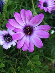 Pin On Fleurs