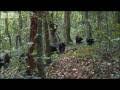 Video for 30 facts about chimpanzees