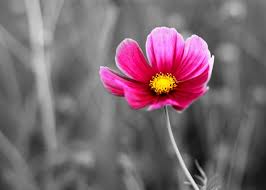 I want flowers hindi meaning. The Real Meaning Of Cosmos Flowers You Wished To Know About Gardenerdy