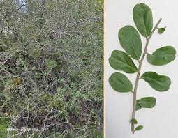 Image result for Ehretia rigida