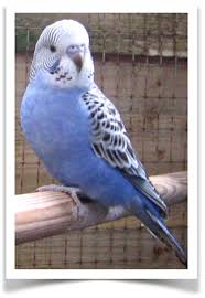 Conure Bird Bath For Cage English Budgerigar Blue Pet Birds Budgerigar Bird Supplies