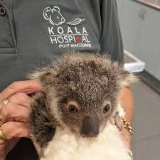 Port Macquarie Koala Hospital On Instagram Https Mobile Abc Net Au News 2019 07 27 Pixie The Koala Joey Defies The Odds Koala Bear Koala Cute Baby Animals