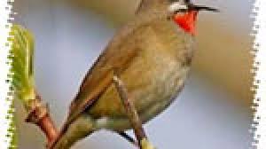 We did not find results for: Suara Kicauan Burung Berkecet Leher Merah Om Kicau