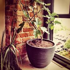 Growing fruit tree's or plant of any kind can be a really rewarding and fun activity. Organic Fruit To Grow At Home Mulberries 2 Inhabitat Green Design Innovation Architecture Green Building