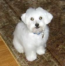 Pin On Dog Haircuts