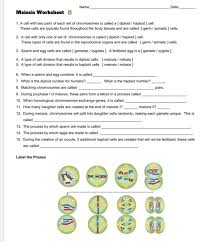 You are looking at a germ cell, or a cell that will undergo meiosis to become gametes. Solved Name Date Meiosis Worksheet 1 A Cell With Two P Chegg Com