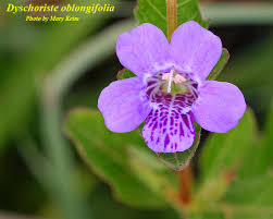 Image result for Dyschoriste radicans