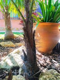 Image result for Acanthophoenix rubra