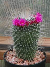 How to care for cereus forbesii spiralis cactus the spiral cactus. Mammillaria Spinosissima Un Pico World Of Succulents