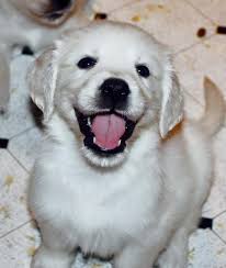 Our puppies are the perfect example of a mini golden retriever. Pin On Future Puppy