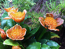 Image result for Scadoxus cinnabarinus
