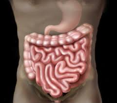 Consultation citoyenne sur la proposition de stratégie décennale de lutte contre les cancers. Chirurgie De L Intestin Grele Valence Centre De Chirurgie Viscerale Drome Ardeche