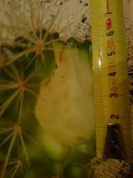 L'évolution du cactus est le fruit d'une lutte éternelle contre la perte d'humidité. Cactus Boule Qui Pourri Par Le Haut