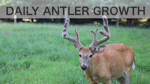 Time Lapse Antler Growth Of Whitetail Deer See How Fast Antlers Grow