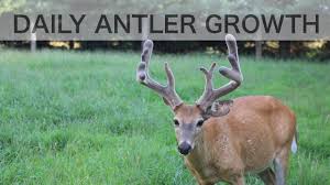 time lapse antler growth of whitetail deer see how fast antlers grow