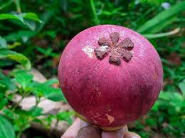 Image result for Garcinia mangostana