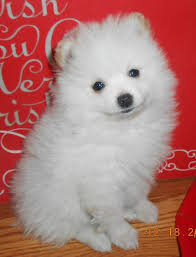 Some of the rescue contacts listed below will have poms available for adoption; White Teacup Pomeranian Puppies For Sale Near Me Cuteanimals