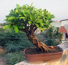 This may be a cutting, seedling, or small tree of a species suitable for bonsai some species are popular as bonsai material because they have characteristics, such as small leaves or needles, that make them appropriate for the. Bonsai India Bonsaifarms Blog