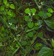 Image result for Drymaria