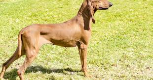 Image result for italský krátkosrstý ohař