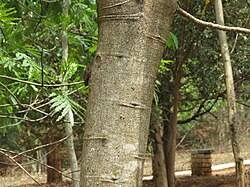Image result for Xylia africana