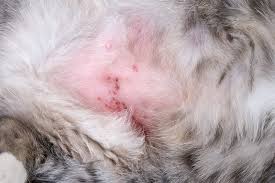 Image result for Feline Miliary Dermatitis