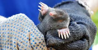 Image result for plašič krtků z pet lahve