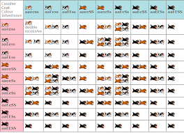 Cavalier King Charles Spaniel Size Chart Cavalier King