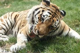 Raubkatzen Beutetiere Des Tiger