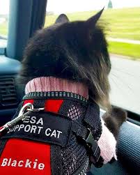 Pin On Emotional Support Cats