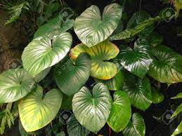 Homalomena Rubescens Or King Of Heart Plants Alocasia Plant Plant Images