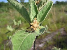 Image result for Croton polytrichus