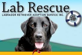 One yellow female lab is available for adoption. Pets For Adoption At Labrador Retriever Adoption Service Lab Rescue In Oakville On Petfinder