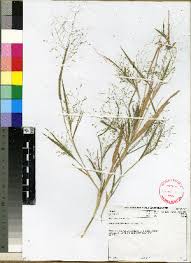 Image result for Panicum adenophorum