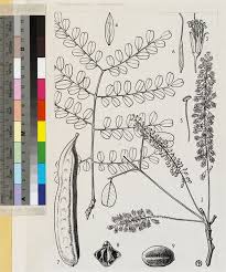 Image result for Amblygonocarpus