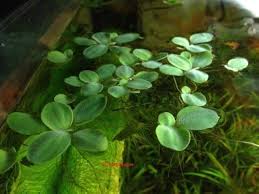 Image result for Pistia