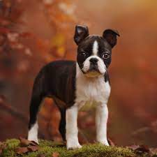 Check spelling or type a new query. Boston Terrier Puppies For Sale Available In Phoenix Tucson Az