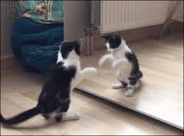 Kitten Meets Reflection Video Cats Crazy Cats Cute Cats