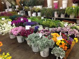Just a stone's throw away from downtown los. Wholesale Flowers Jillsuzannedesign