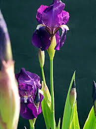 La sua leggenda affonda le radici nella grecia antica, con il mito di narciso, e ancora oggi parlare di questo fiore evoca una bellezza irraggiungibile. Iris Germanica Fiore Viola Offerta 2 Rizomi Gaggiolo Bulbi Fiori Ebay