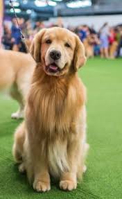 chester golden retriever golden retriever retriever big dog breeds