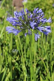 Image result for Agapanthus codii