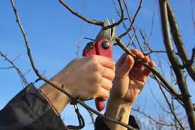 An espalier fruit tree can make an exceptional focal point for bare areas along outdoor walls of the home or. Fruit Tree Pruning Instructions Lovetoknow