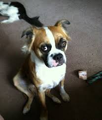 Pin On Bean Town Terriers