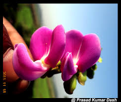 Image result for Canavalia africana