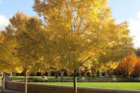 Image result for Ulmus parvifolia